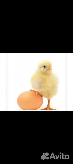 Утята и Цыплята бройлеры