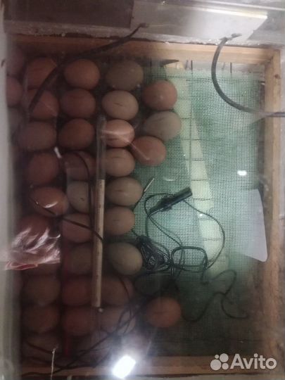 Инкубационное яйцо фазана
