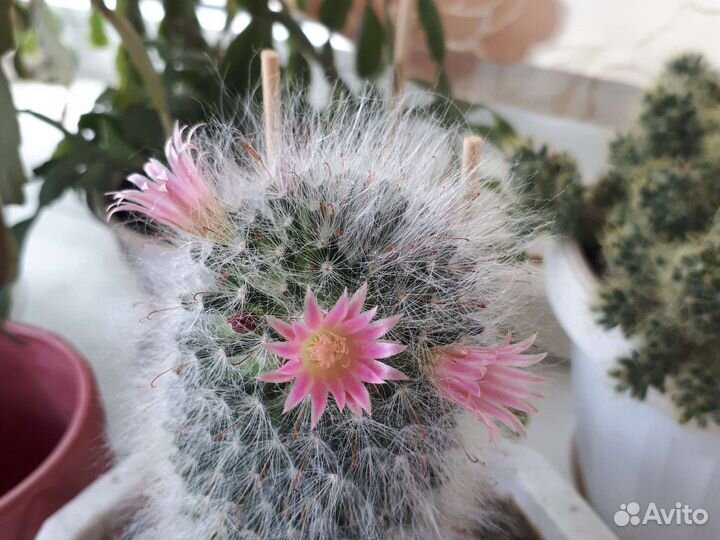 Детки кактуса маммилярия