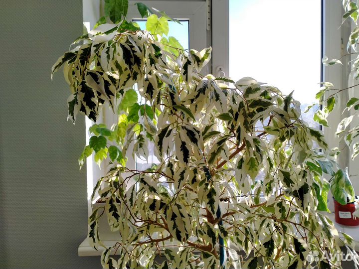 Фикус де гантель