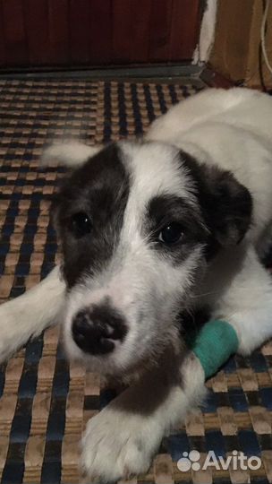 Собака, щенок 4 мес. В дар. Бесплатная доставка