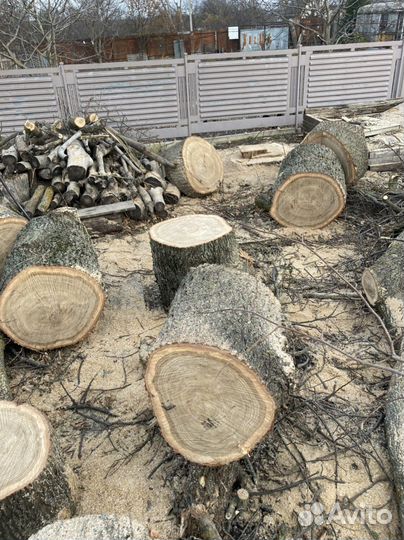 Спил и вывоз деревьев