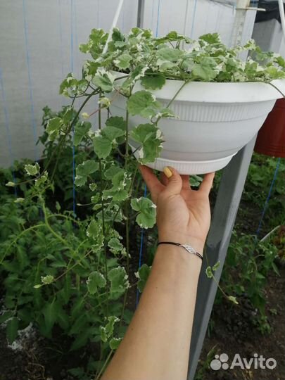 Будра пестролистная