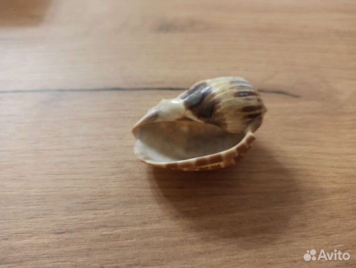 Морская раковина