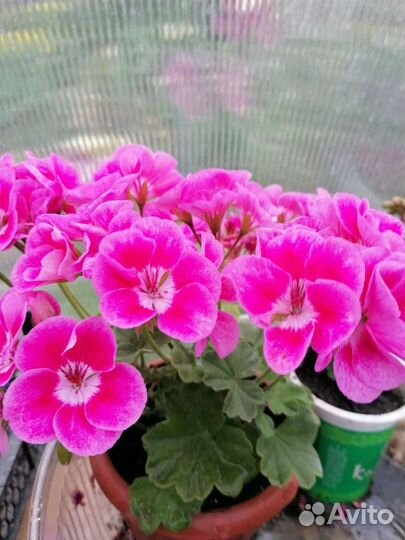Пеларгония герань