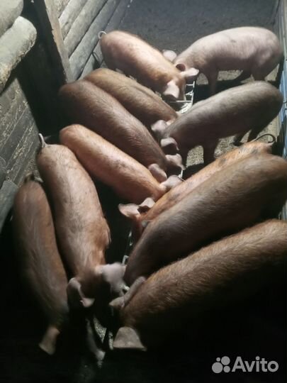 Поросята дюрок+кантор