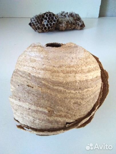 Гнездо ос или шершней