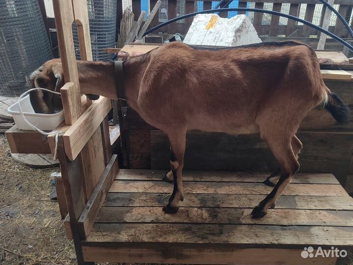 Продажа козлят