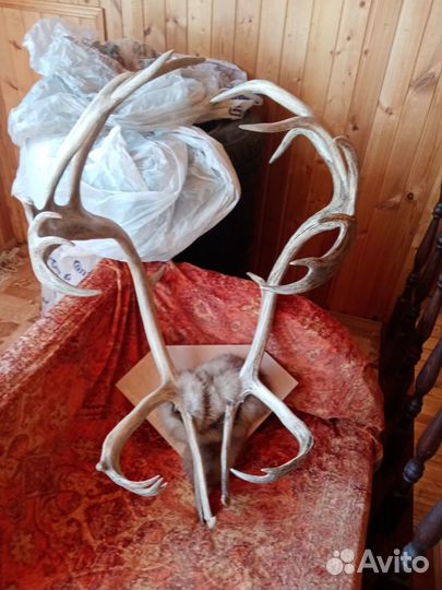 Оленьи рога