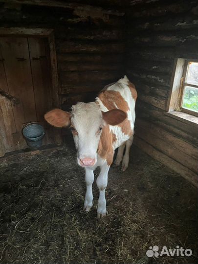 Телята бычки