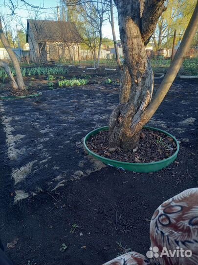 Рулонный газон Биомат