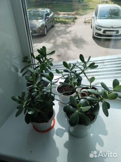 Денежное дерево(толстянка)