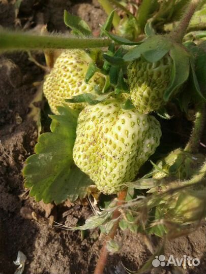 Рассада-Лакомка(сладкая)