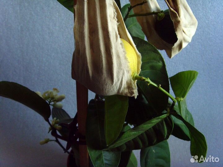 Лимон Мейера