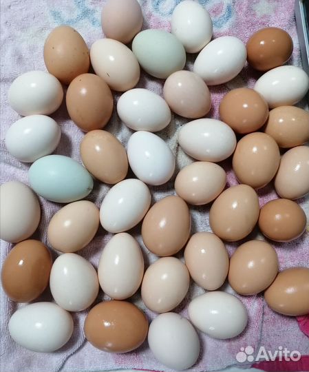 Инкубационное яйцо домашних кур разной породы