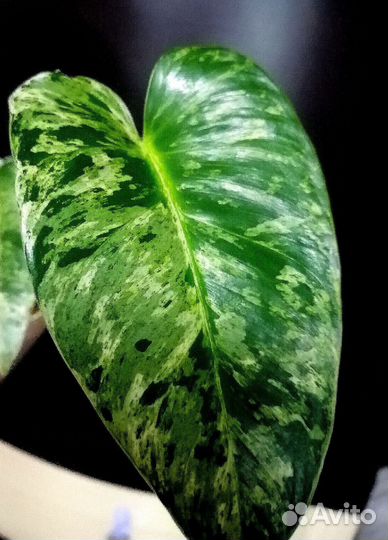 Филодендрон Гигантум Вариегатный Близзард