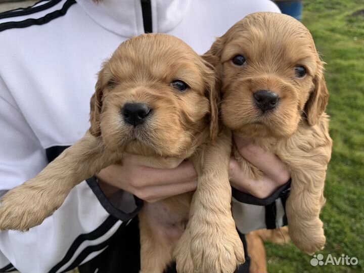 Английский кокер-спаниель