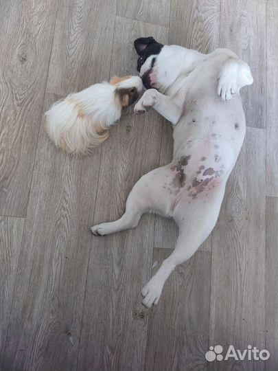 Морская свинка девочка