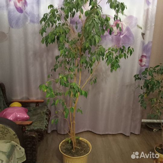 Фикус бенджамина 2м