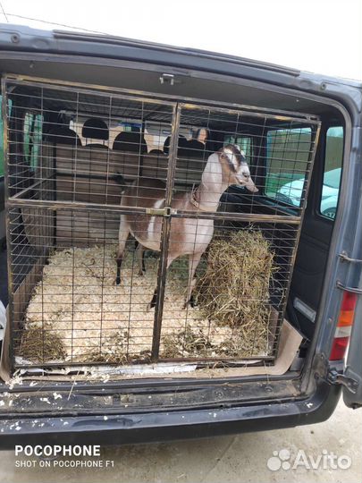 Зоотакси, перевозка собак крупных пород