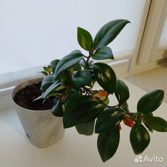 Комнатные цветы