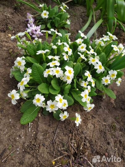 Первоцветы