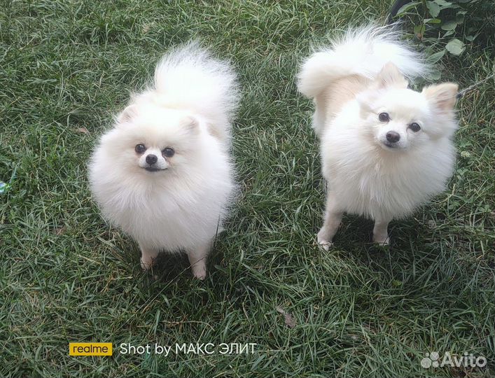 Щенки шпица