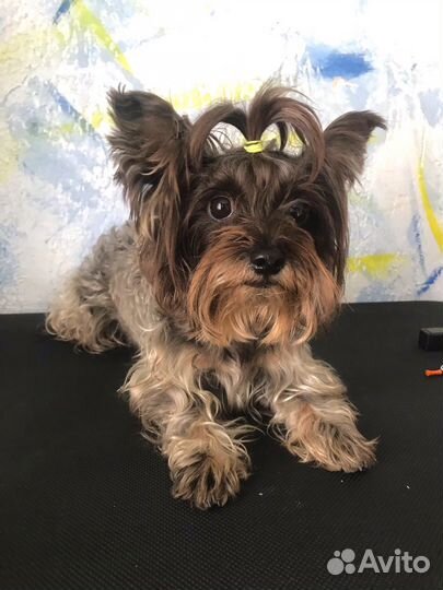 Груминг (стрижка собак)