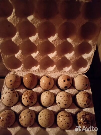 Яйцо перепелиное инкубационное, белый гигант