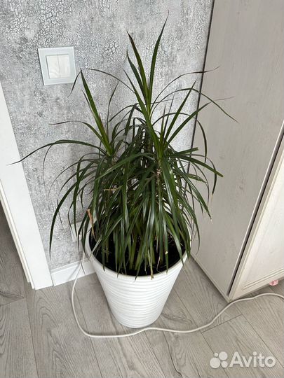 Комнатные растения цветы драцена