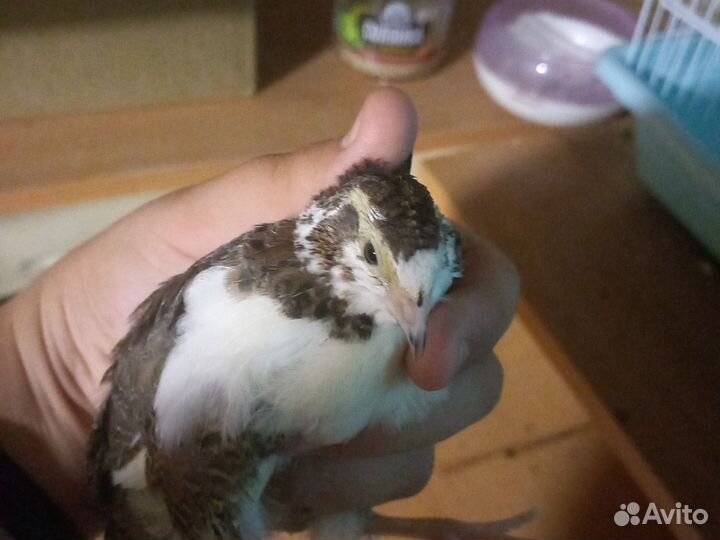 Теханский перепелл