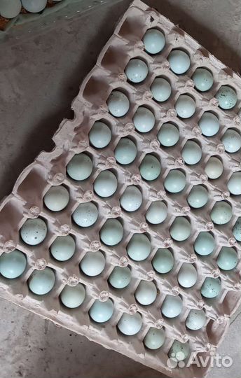 Яйца перепелиные домашние