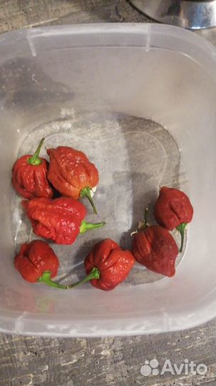 Тринидад, Нага морич, Чили