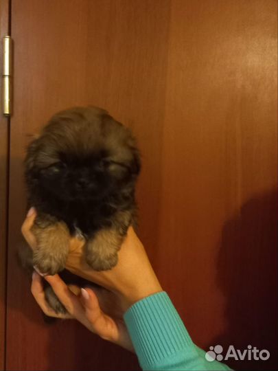 Щенки пекинес