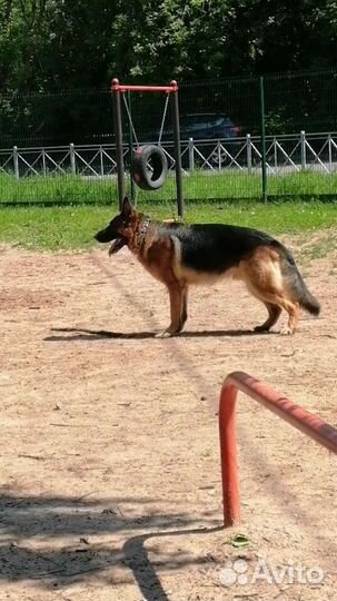 Вязка Немецкой Овчарки