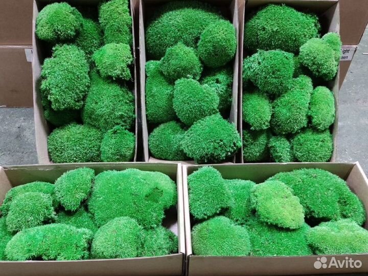 Стабилизированный мох, ягель, кочка, пласт, панно