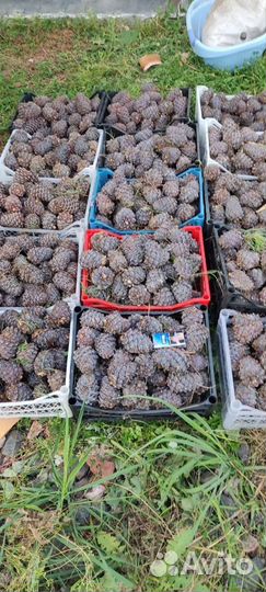 Шишка кедровая, свежая