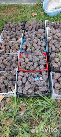 Шишка кедровая, свежая