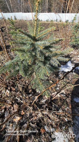 Саженцы сизая ель голубая