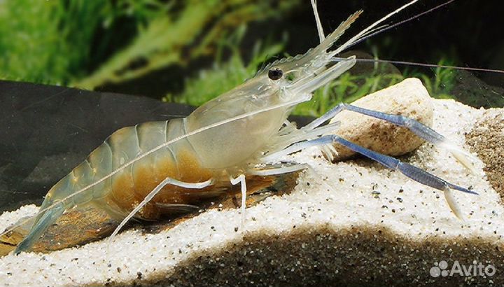 Живые Малайзийские Речные Креветки до 15 см