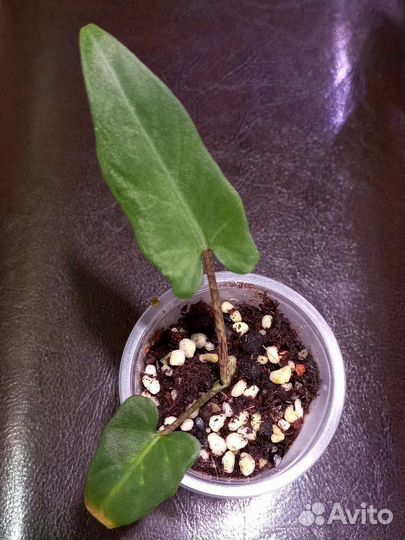 Алоказия лаутербахиана