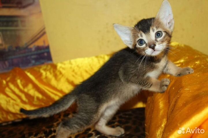 Дикий окрас, прекрасный характер (аби)