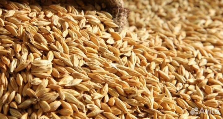 Зерно, комбикорм