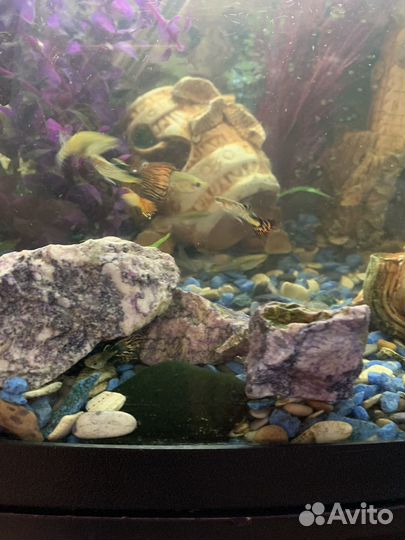 Аквариум с рыбками