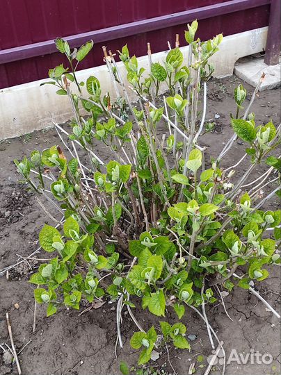 Гортензия древовидная, белая