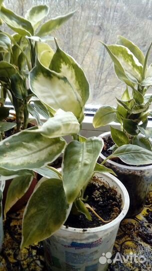 Домашние растения. Диффенбахия