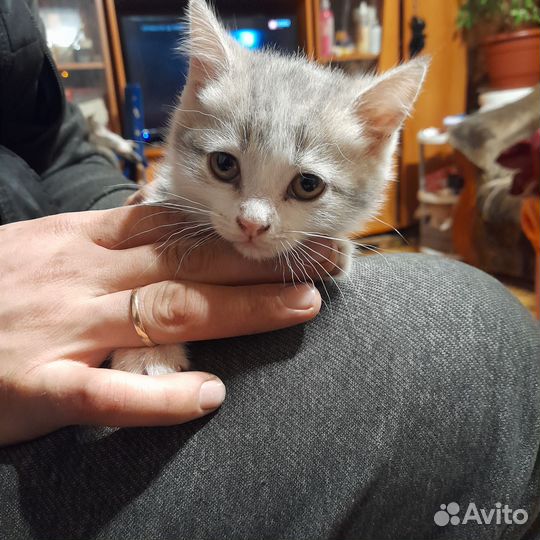 Кошка в дар