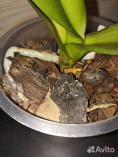 Орхидея фаленопсис биг лип