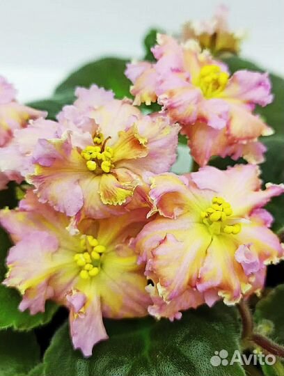 Взрослые сортовые фиалки и черенки