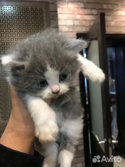 Кошка в дар